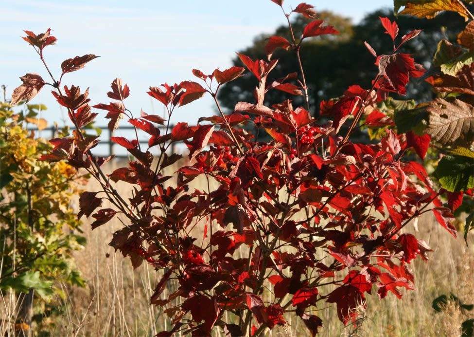 The beauty of autumn in Bold - Griffin Wood