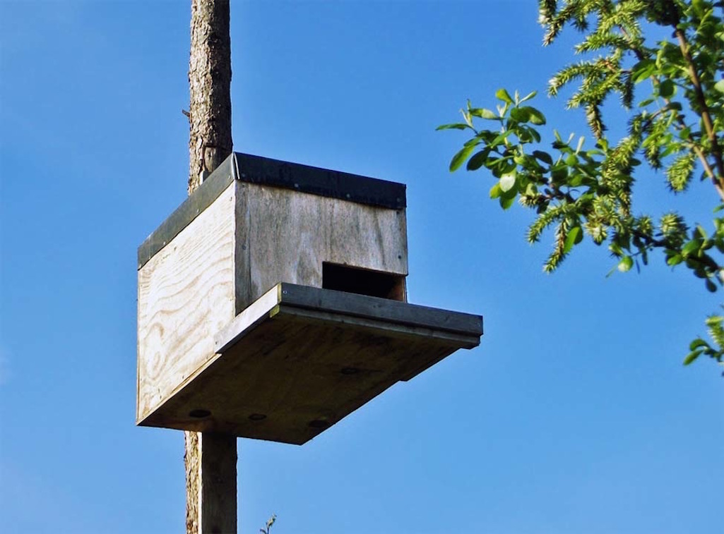 Bird box for barn owls in Maypole Wood, Bold, St.Helens