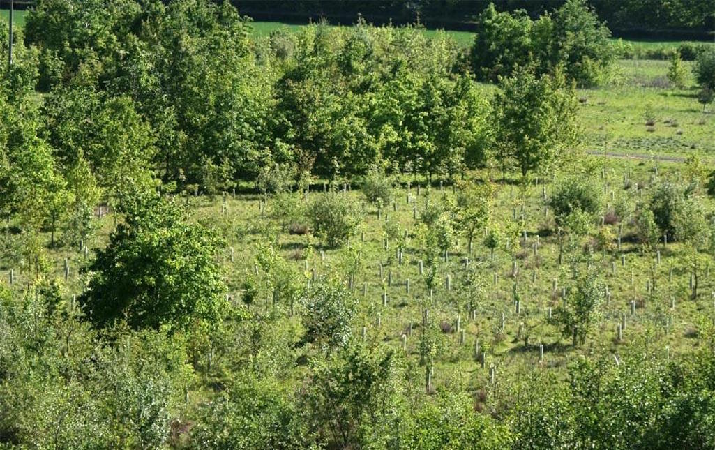 The flourishing Maypole Wood photographed from Clock Face Country Park