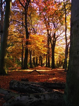 Woodland in Sherdley Park in Sutton, St Helens