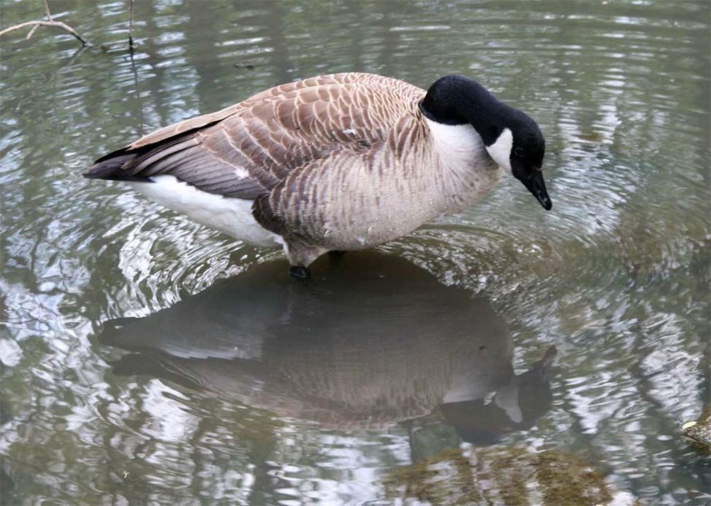 Canadian goose and its reflection on the Sutton Mill Dam in St.Helens