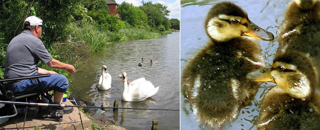 Fisherman, swans and ducklings at Sutton Mill Dam, St.Helens