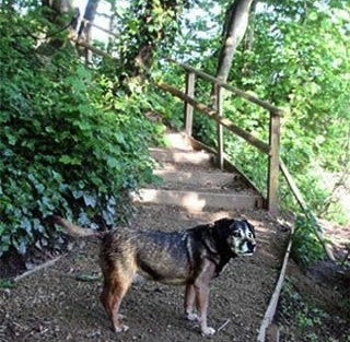 Dog at Sutton Mill Dam in Sutton, St.Helens