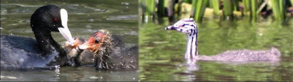 Mother moorhen feeds its young on Sutton Mill Dam and young great-grested grebe